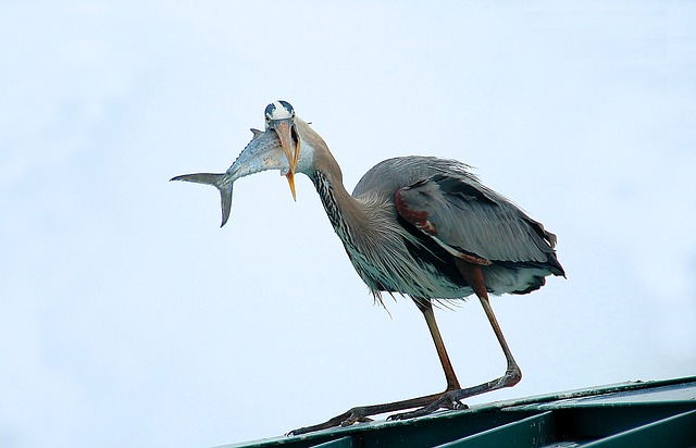 what-do-herons-eat-the-garden-and-patio-home-guide