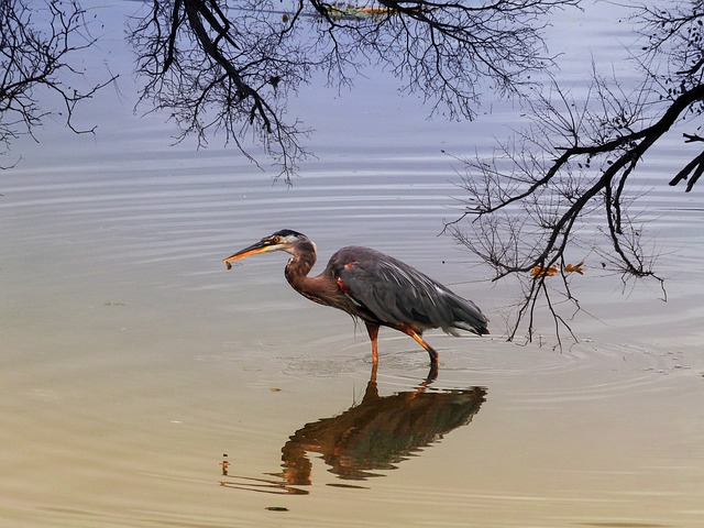 what-do-herons-eat-the-garden-and-patio-home-guide