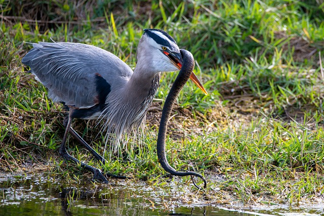 what-do-herons-eat-the-garden-and-patio-home-guide