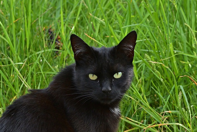 Orange Peel To Deter Cats | The Garden and Patio Home Guide