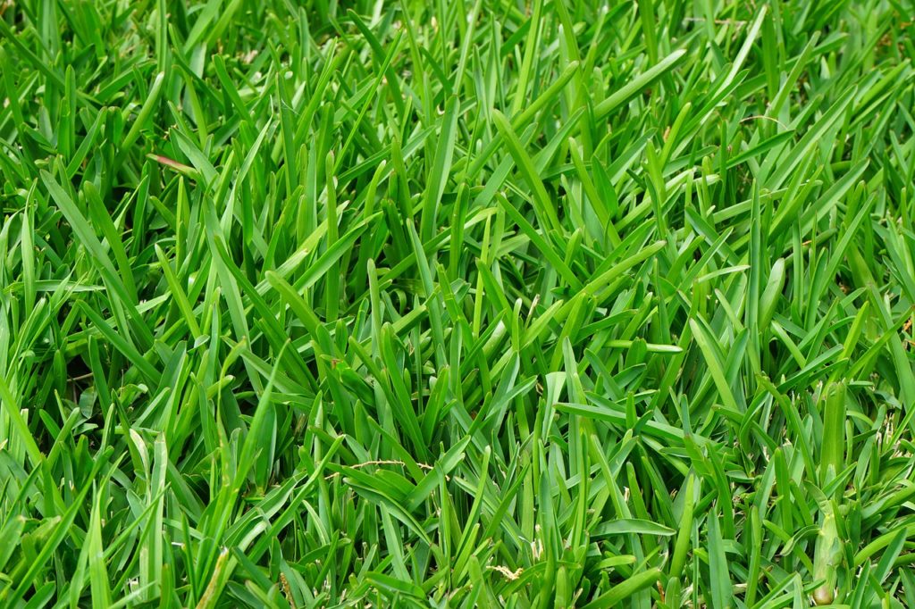 How to Fix 5 Common Lawn Problems