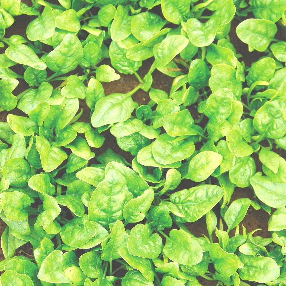 How to Grow Spinach in Your Vegetable Garden