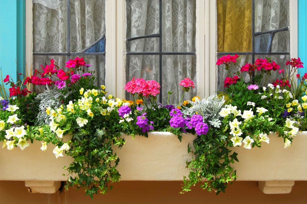 Filling Those Window Boxes: Flower Species That Thrive With Container Gardening
