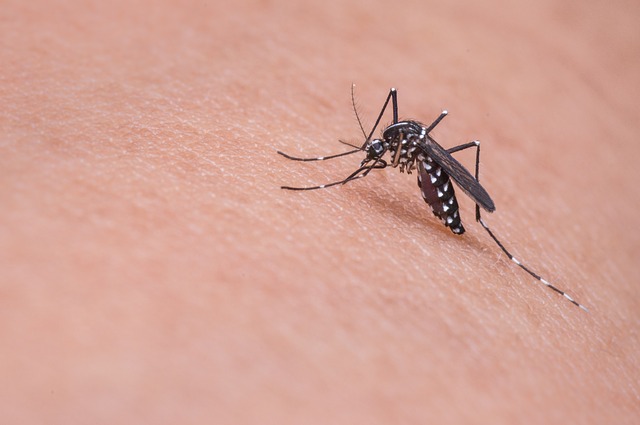 How To Keep Mosquitoes Away From Your Outdoor Living space