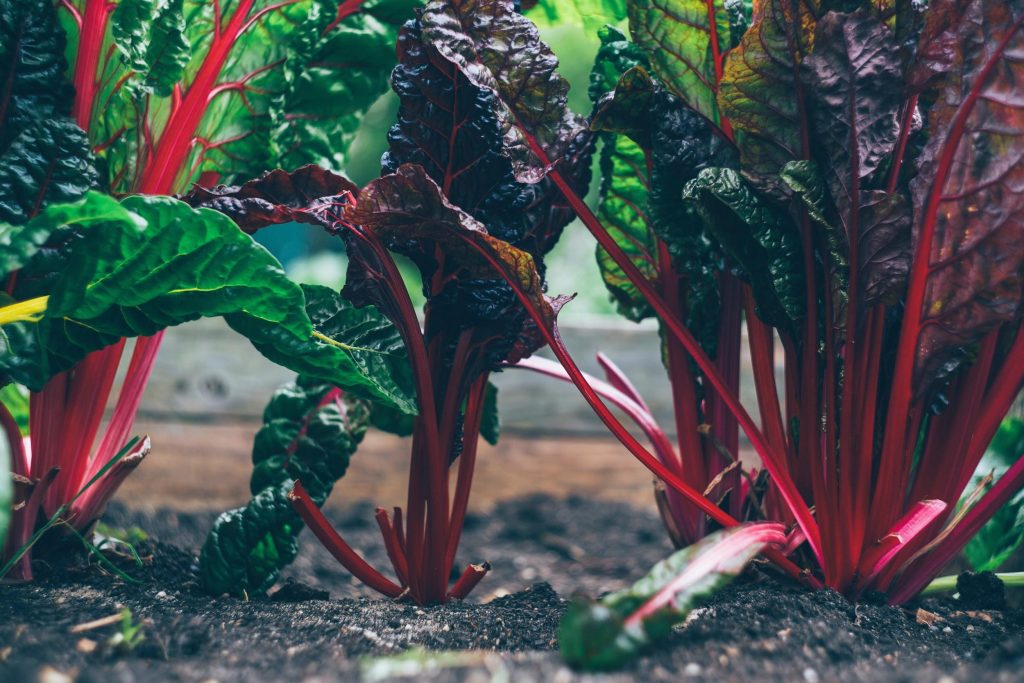 How To Build A Vegetable Garden That Is Both Tasty And Attractive