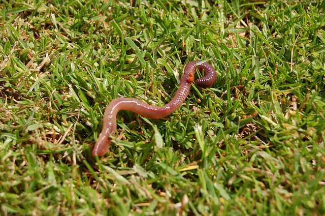 Are Worms Good For Your Lawn?