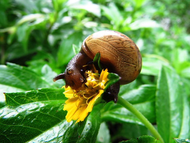 The Best Advantages Of Using Copper Tape For Snails