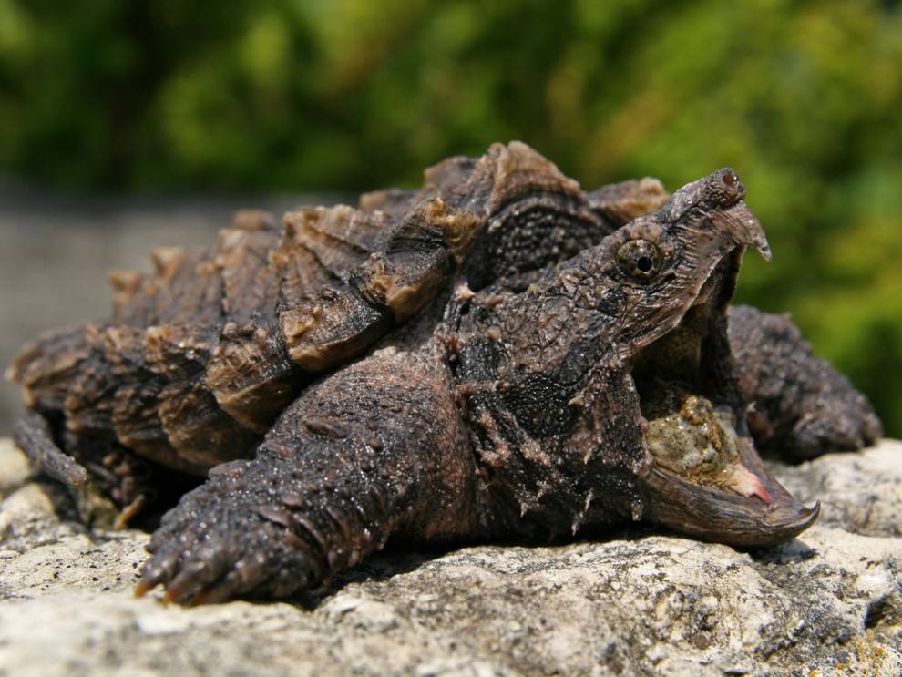 Alligator Snapping Turtle Facts The Garden And Patio Home Guide 