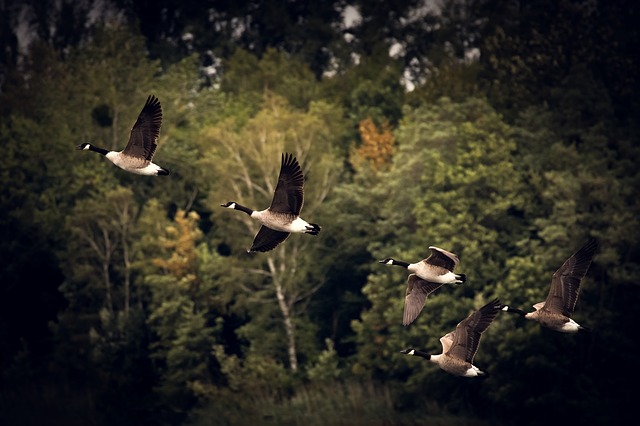 Goose Pictures | The Garden and Patio Home Guide