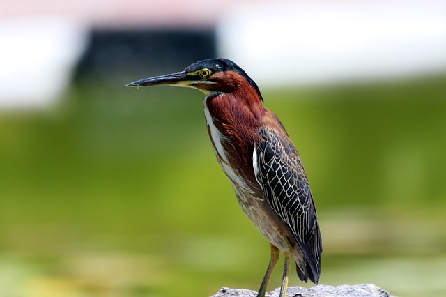 What Do Green Herons Eat?