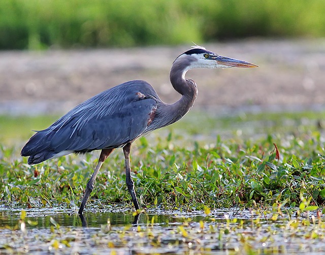 Birds That Look Like Herons