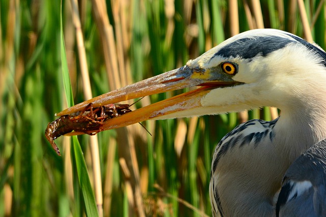What Do Herons Eat