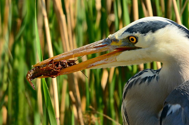 What Do Herons Eat?