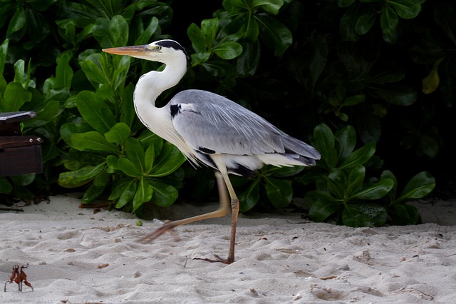 Great Blue Heron Pictures