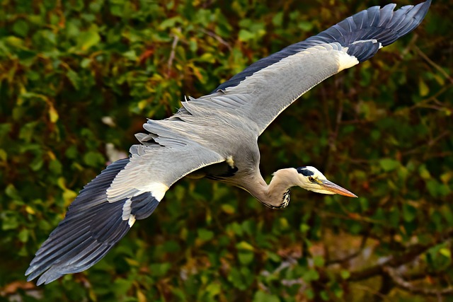 How To Deter Herons From Your Pond