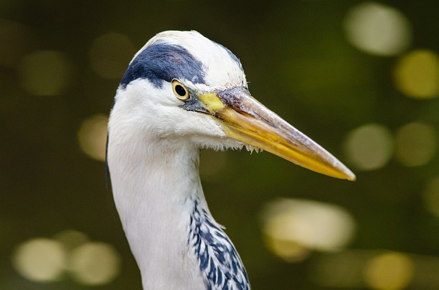 How Long Do Great Blue Herons Live?