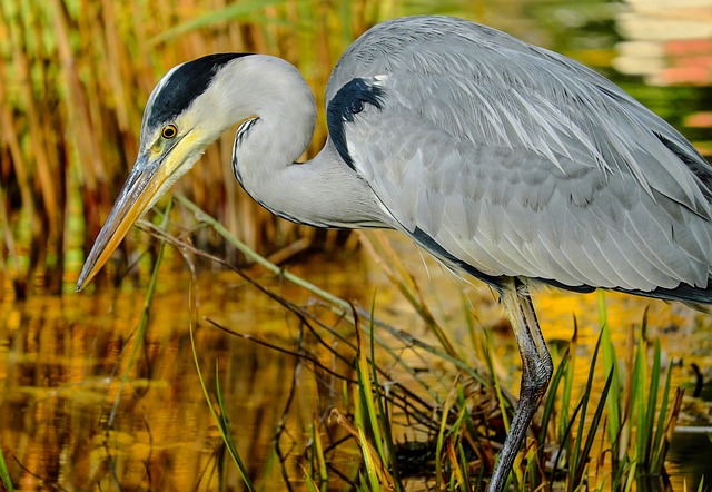 How To Keep Blue Herons Out Of Your Pond
