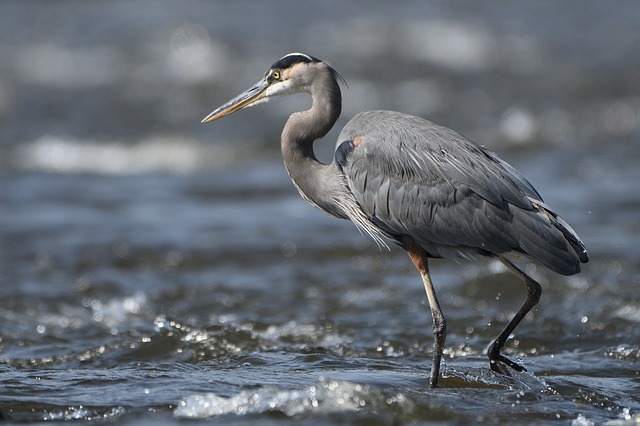 Where Do Great Blue Herons Live?