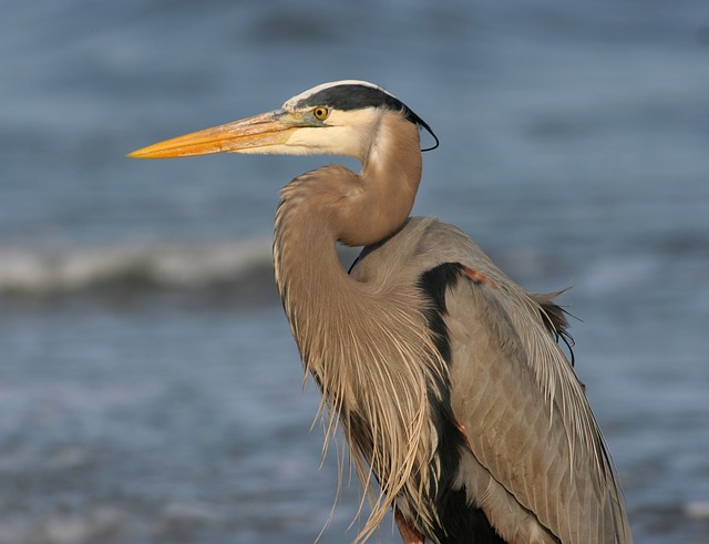 Great Blue Heron Facts