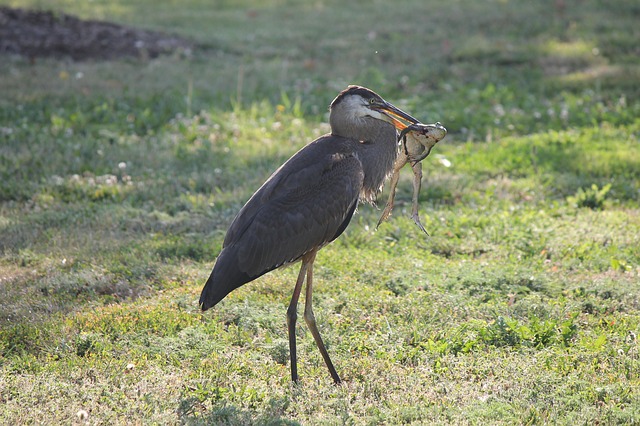 what-do-herons-eat-the-garden-and-patio-home-guide