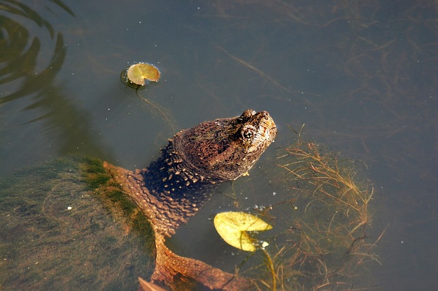 How To Get Rid Of Snapping Turtles In The Pond | The Garden and Patio Home Guide How To Get Rid Of Turtles In Pond