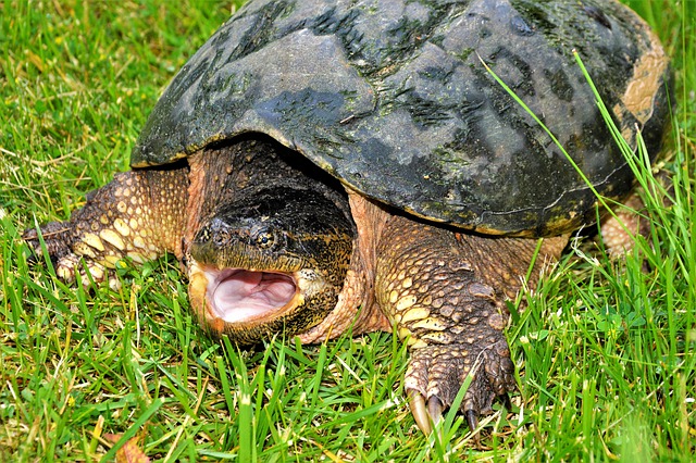 What Do Snapping Turtles Eat The Garden And Patio Home Guide