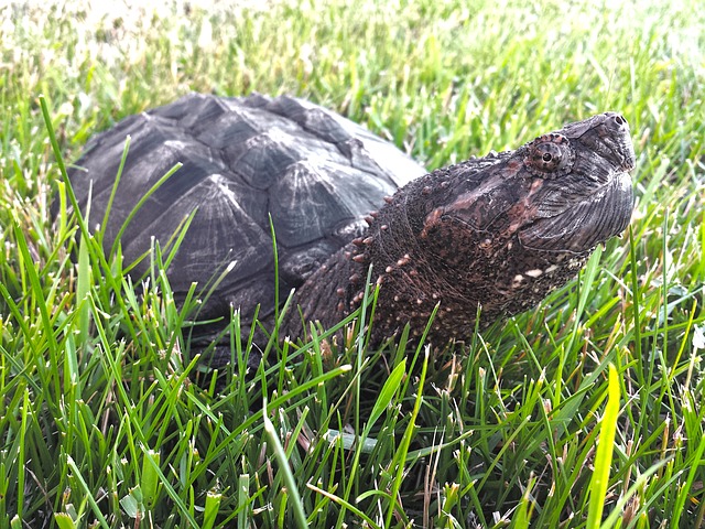 Snapping Turtle Facts