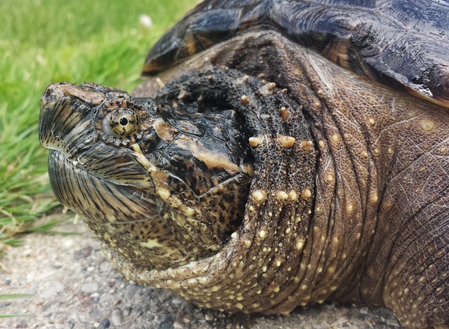 What Do Snapping Turtles Eat?