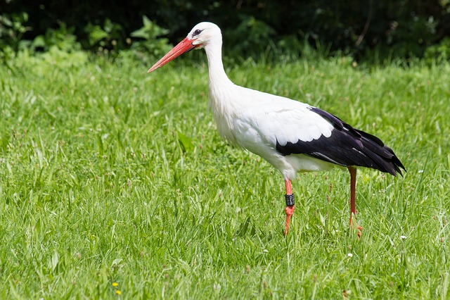 Birds That Look Like Storks