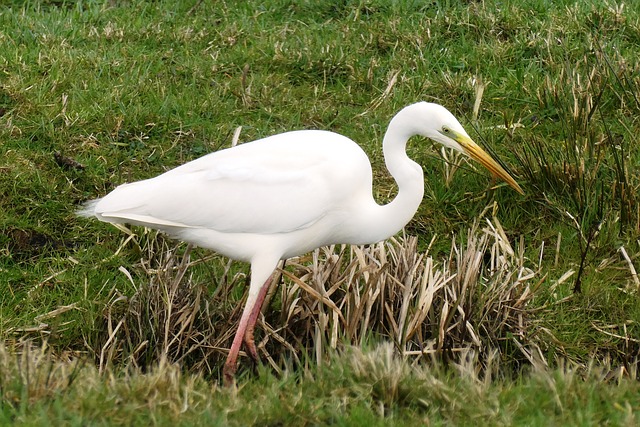 Great White Heron Facts