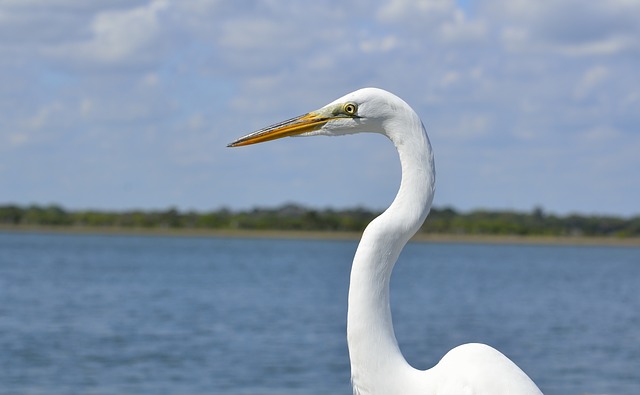 Are There White Herons?