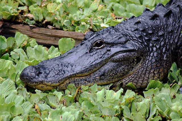 Alligator Facts
