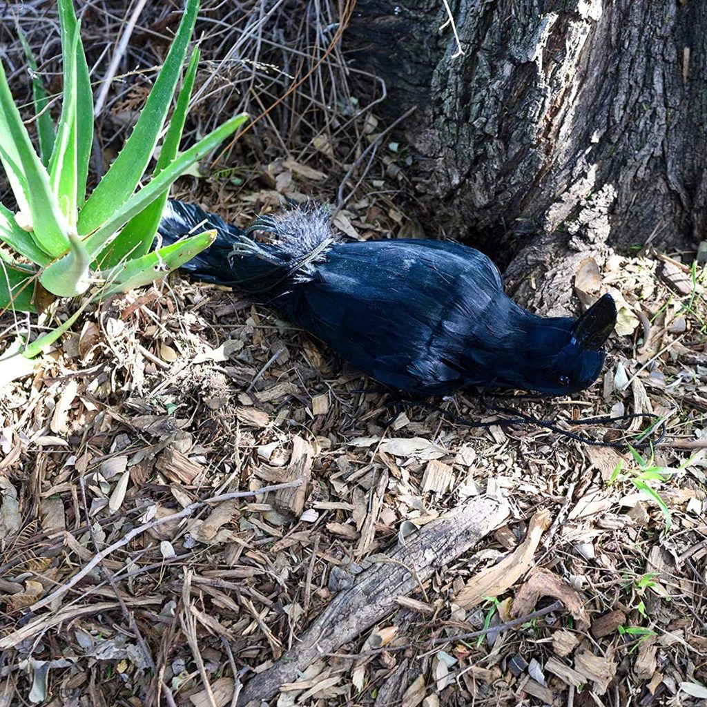 Dead Crow Decoy Canada at Rachel Thompson blog