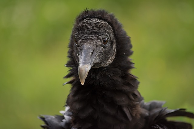 Black Vulture Pictures