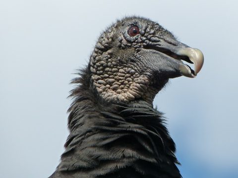 Black Vulture Pictures | The Garden and Patio Home Guide