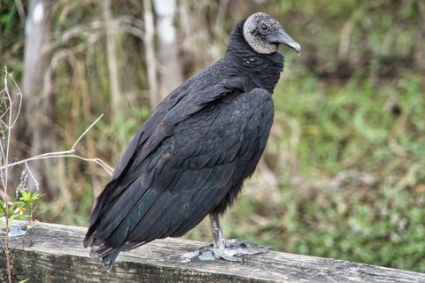 Black Vulture Facts | The Garden and Patio Home Guide