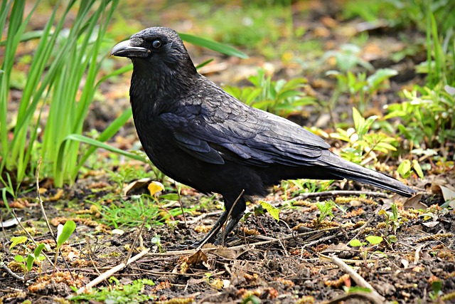 Crow Facts