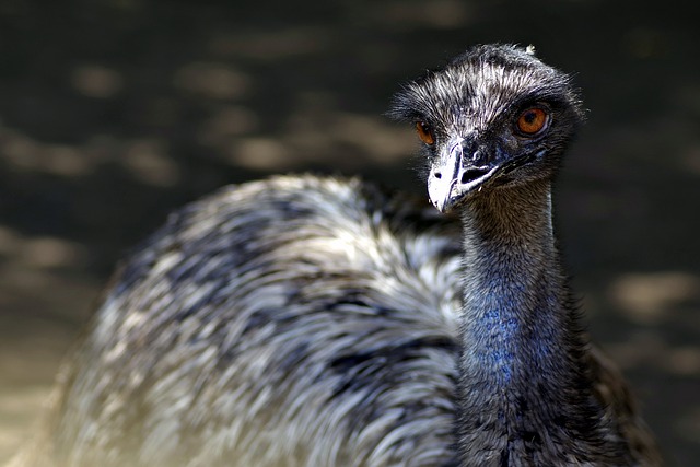 Emu Facts