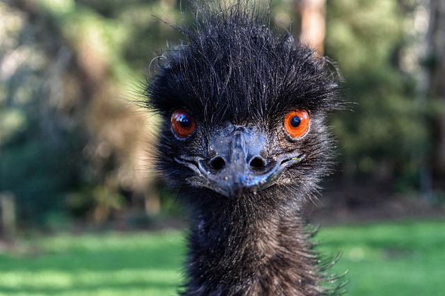 Stort univers Sløset Bourgeon Birds That Look Like Emus | The Garden and Patio Home Guide