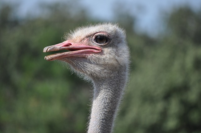 Birds That Look Like Ostriches