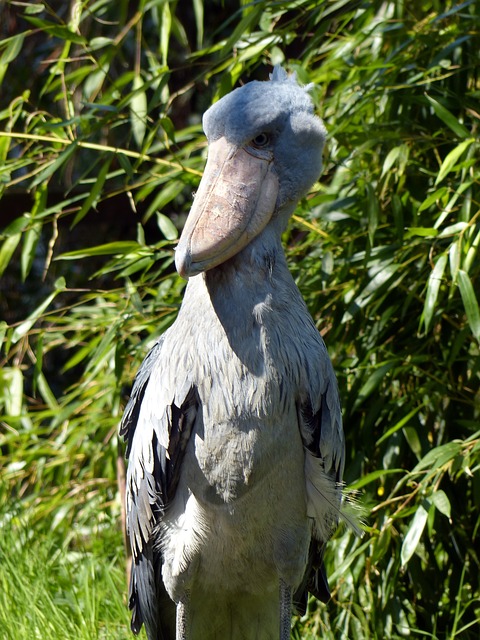 Scary Looking Birds | The Garden and Patio Home Guide