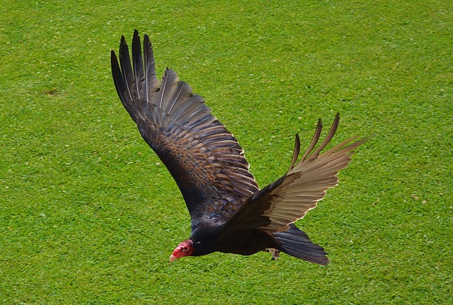 Turkey Vulture Pictures