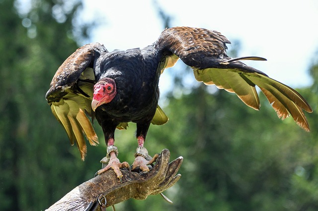 Birds That Look Like Turkey Vultures