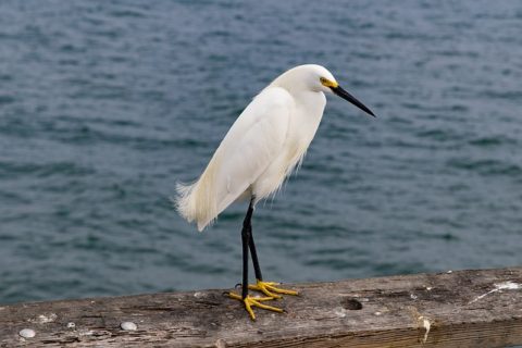 Birds With Long Pointed Beaks | The Garden and Patio Home Guide