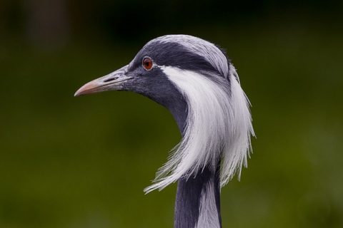 Birds With Hair | The Garden and Patio Home Guide