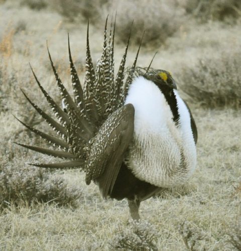 Bearded Birds | The Garden and Patio Home Guide