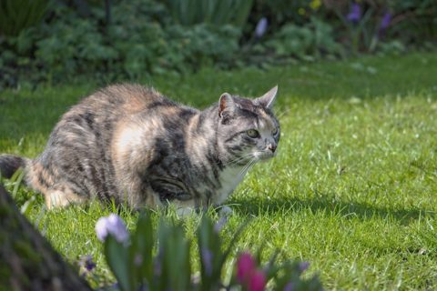 Orange Peel To Deter Cats | The Garden and Patio Home Guide