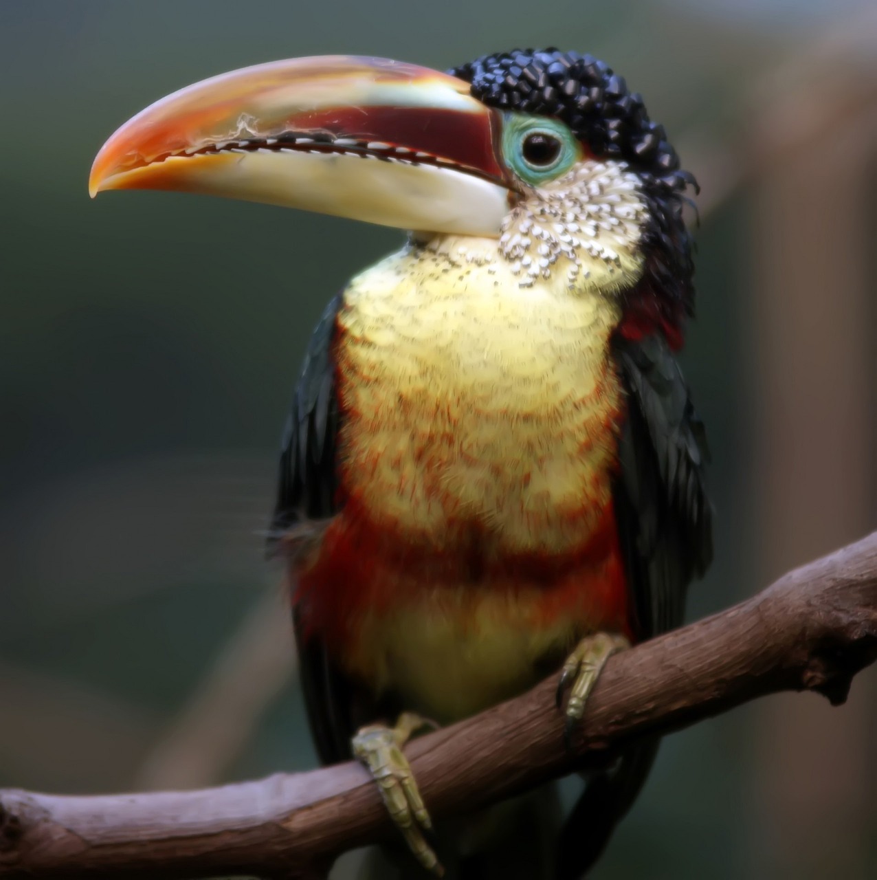 prehistoric bird with teeth
